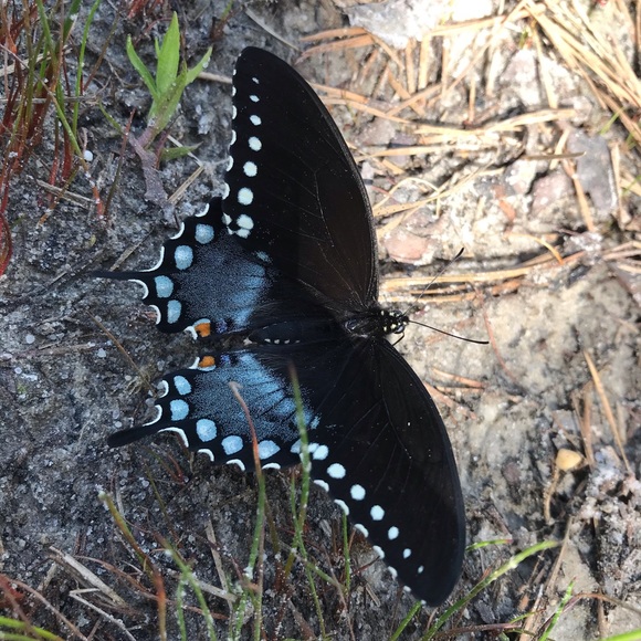 Meet your Posher, Lynn - Picture 1 of 1